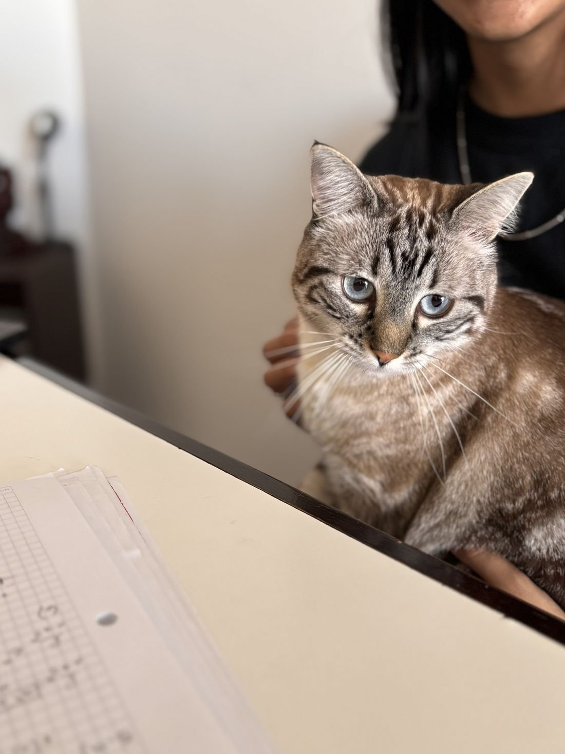 Gata supervisora