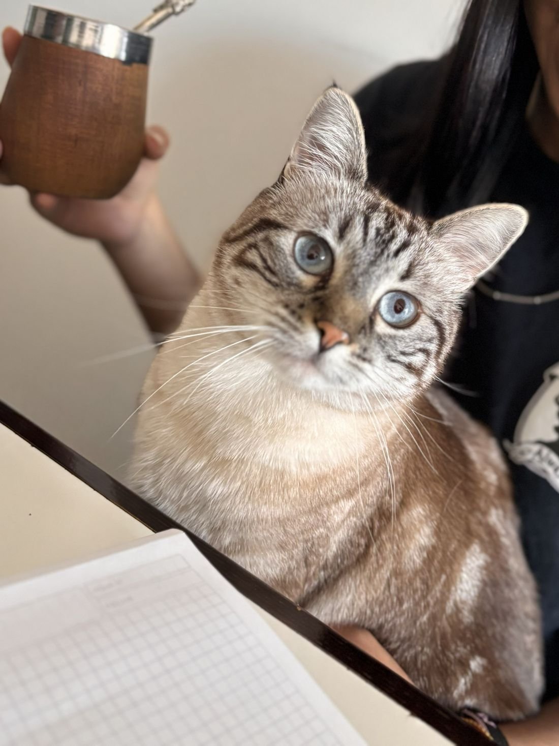 Gata con mate y cuaderno