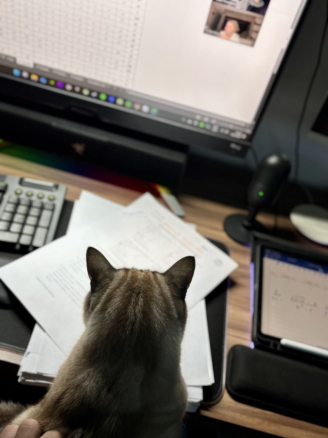 Gata en el escritorio