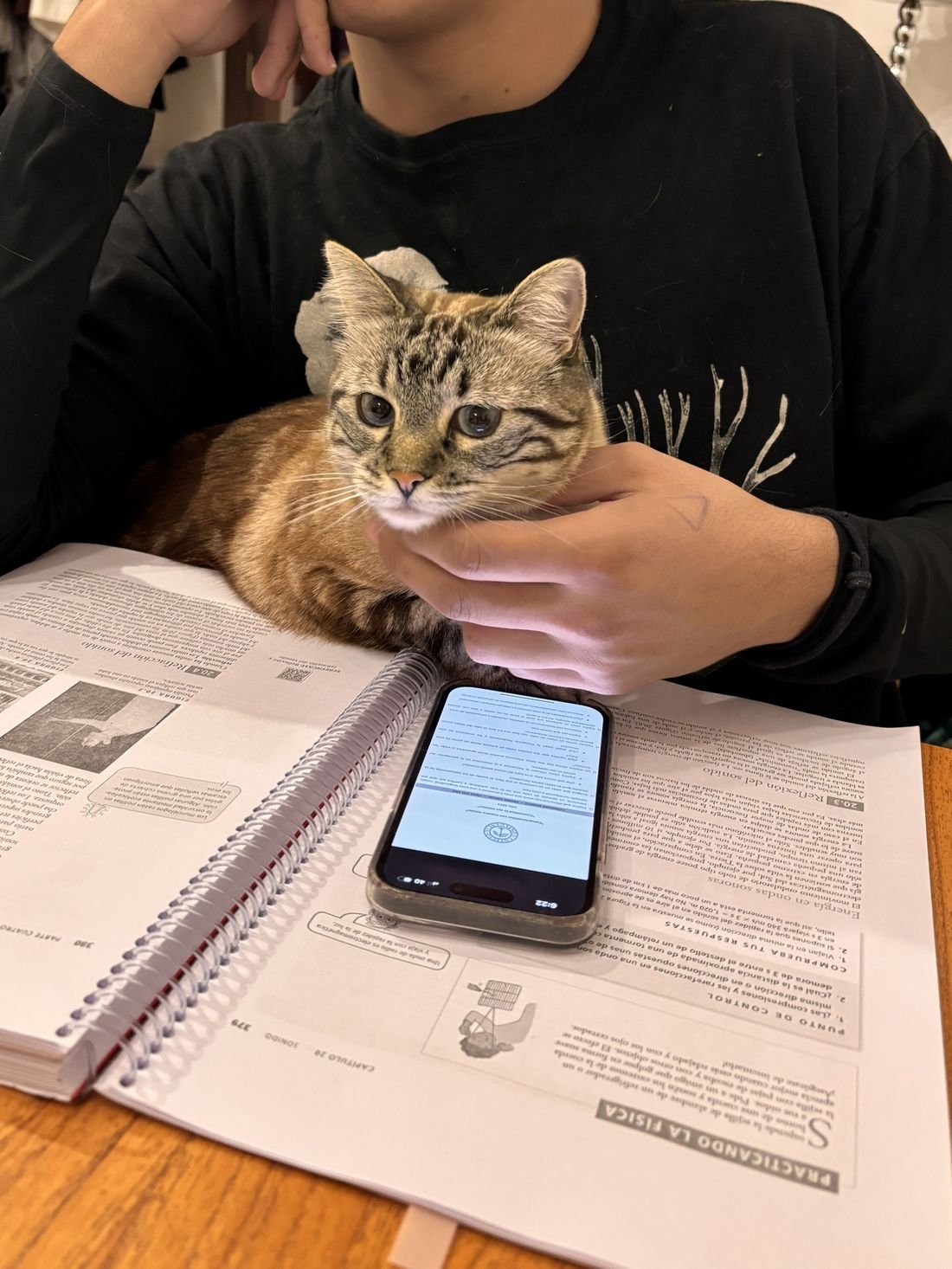 Gata atigrada con estudiante